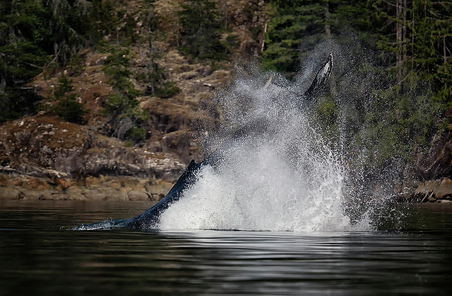 Wildlife Photograph - Humpback Headstand by Randy Hall