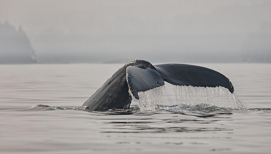 Humpback In The Mist Photograph by Randy Hall