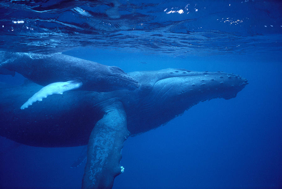 Blue Photograph - Humpback Mother And Calf by Ed Robinson - Printscapes