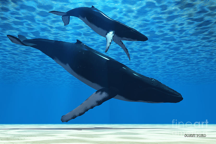 Wildlife Painting - Humpback Mother by Corey Ford