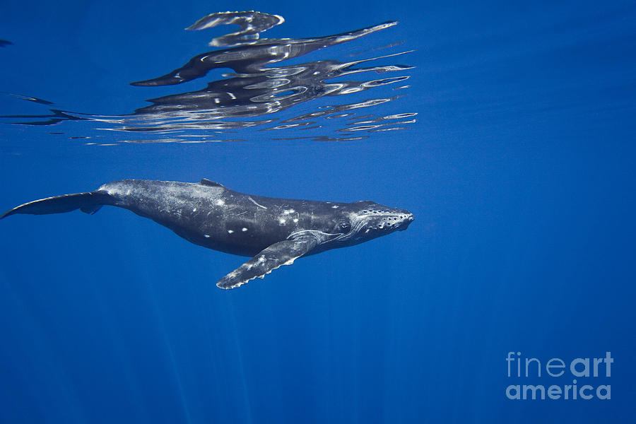 Humpback near Surface Photograph by Dave Fleetham - Printscapes