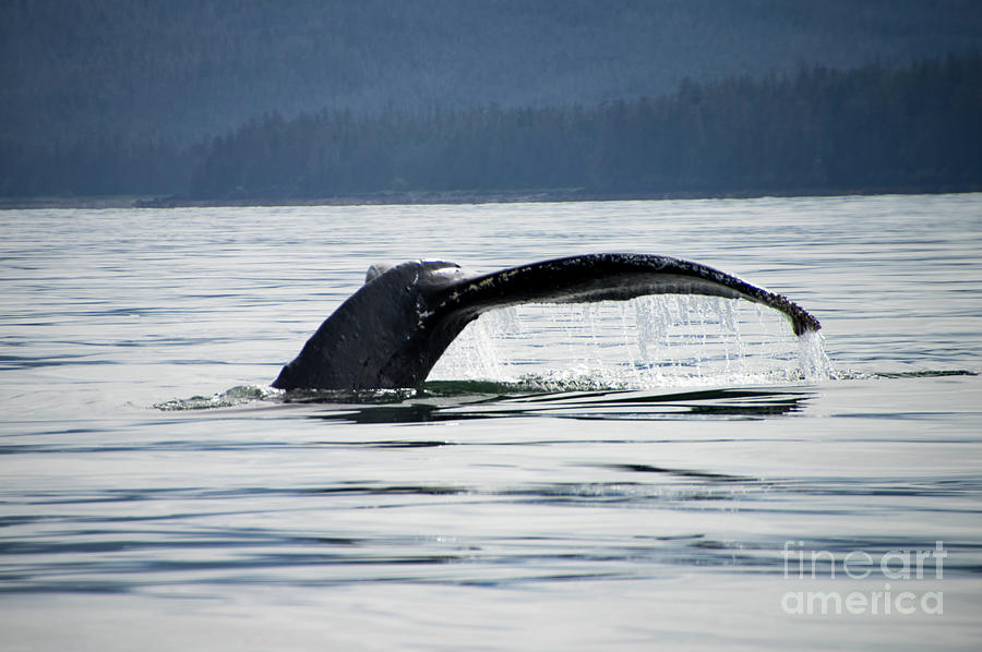 Humpback Tail Dive Photograph by Louise Magno