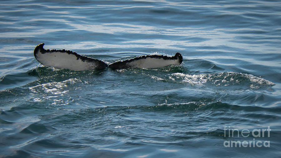 Humpback Tail Fins Photograph by Lorraine Cosgrove