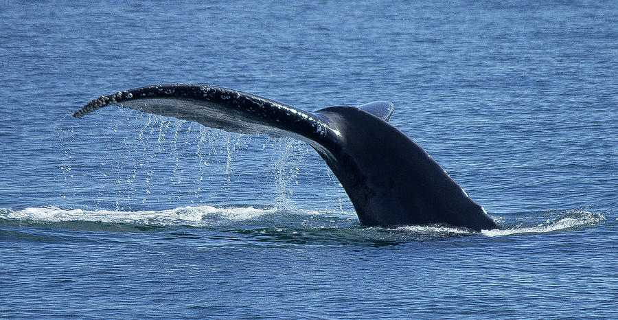 Tail of a Leviathan Photograph by Joe Valentine - Fine Art America