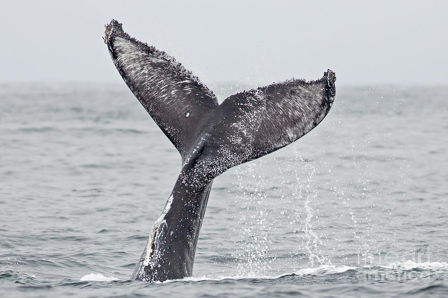 Humpback Tail Slap Photograph by Natural Focal Point Photography