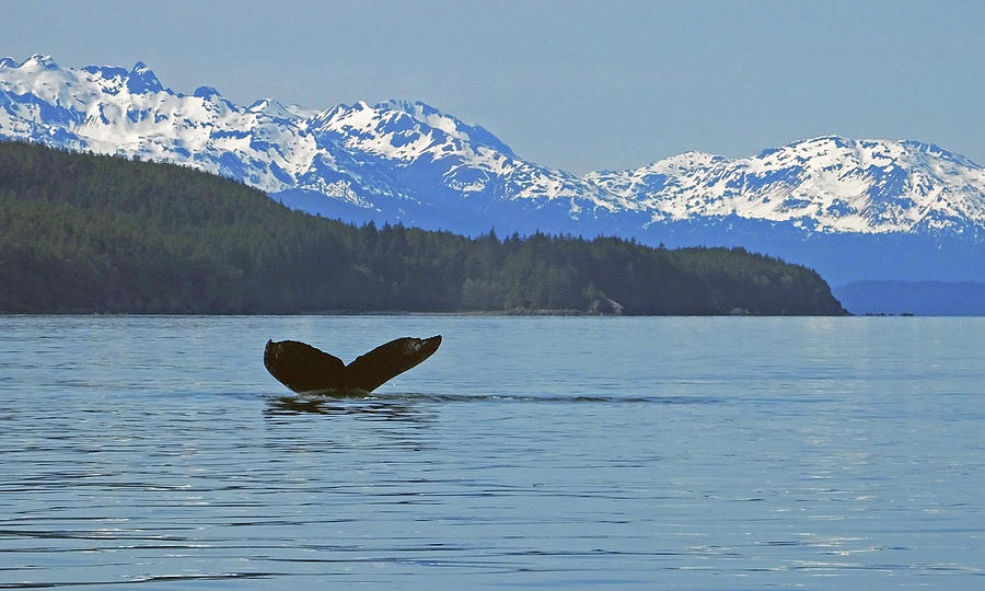 Humpback Wave Photograph by Judy Wanamaker - Fine Art America