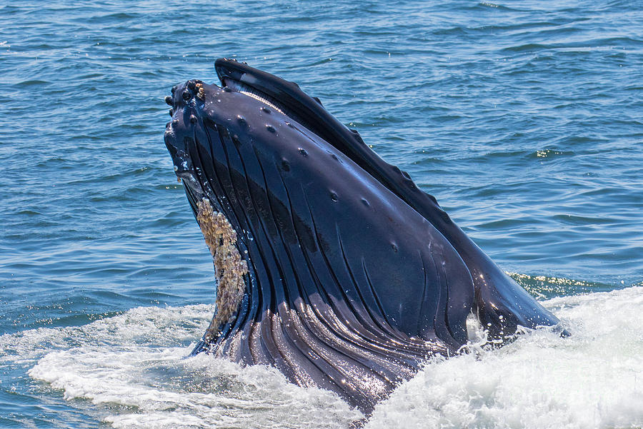Humpback Whale 2 Photograph by Mimi Ditchie