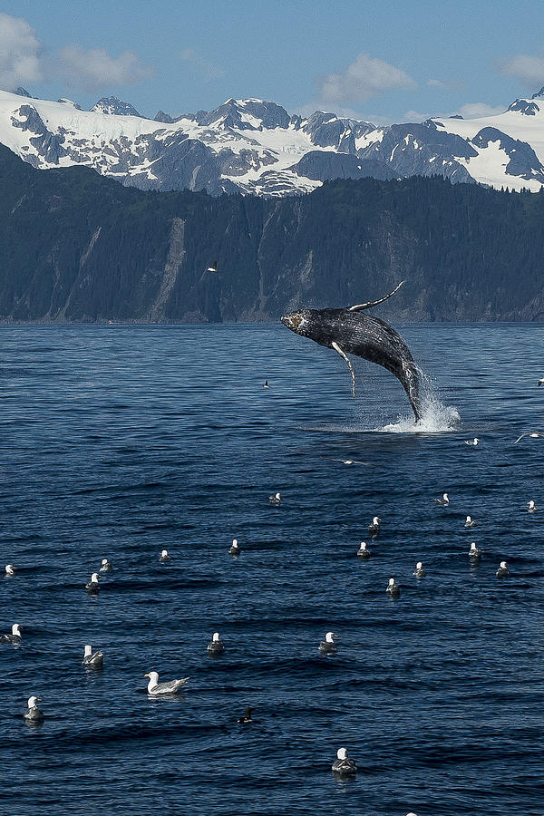 Humpback Whale 2.0 mp Photograph by Ian Johnson
