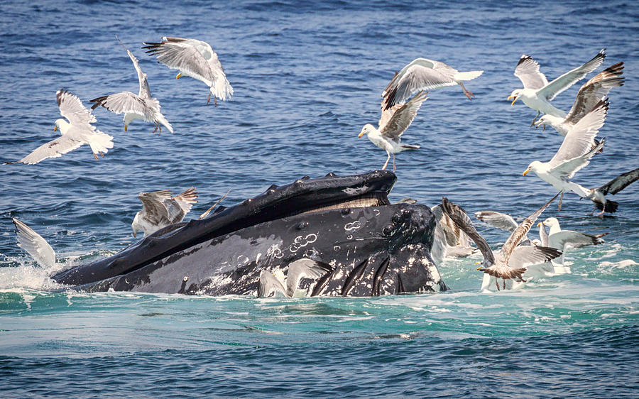 Humpback Whale and Birds 2 Photograph by Brian Caldwell