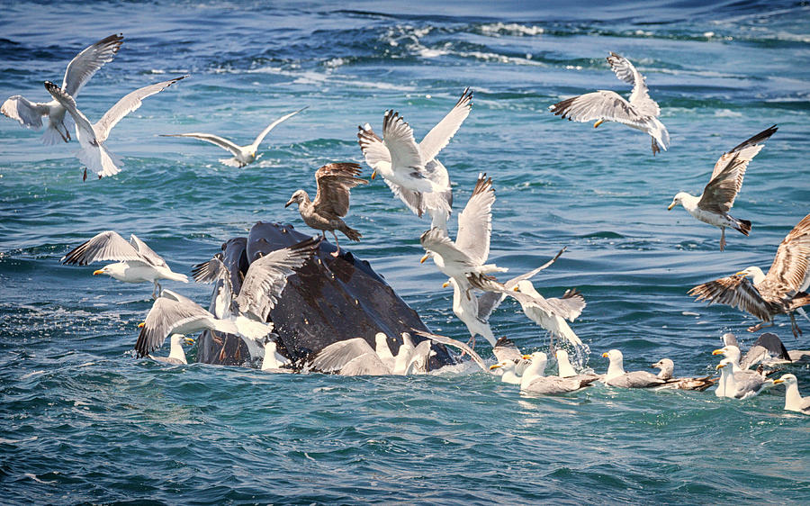 Humpback Whale and Birds Photograph by Brian Caldwell