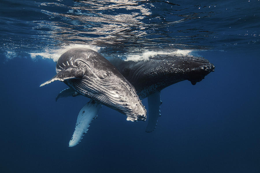 Humpback whale and calf Photograph by BARATHIEU Gabriel - Fine Art America