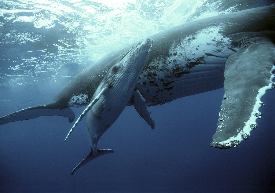 Humpback Whale and Calf Photograph by Mike Parry