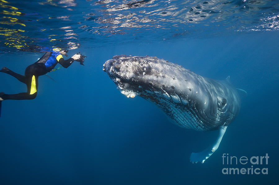 Humpback Whale And Diver Photograph by Reinhard Dirscherl