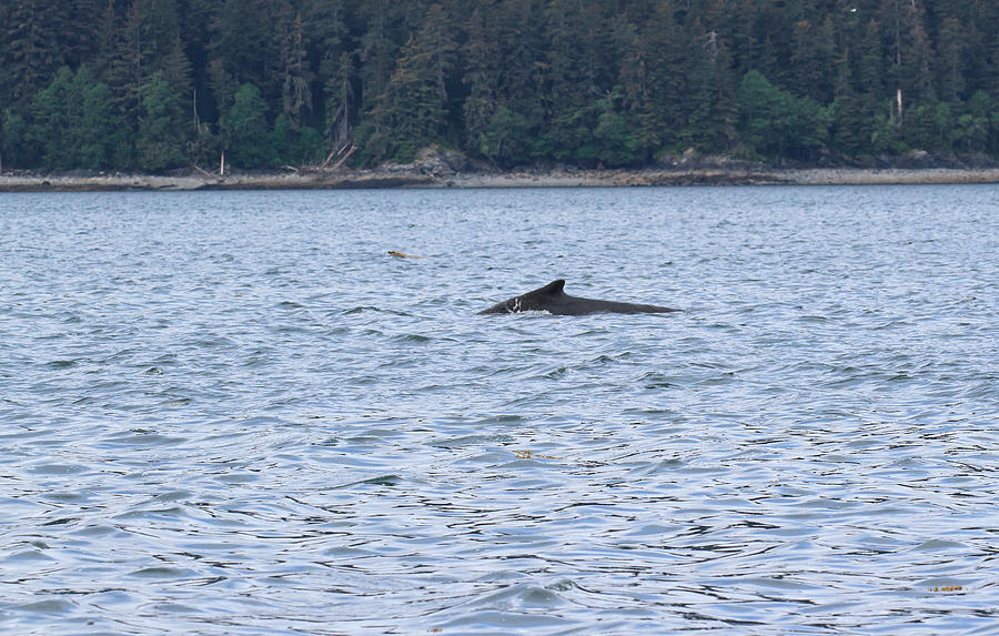 Humpback Whale and Steller Sea Lion Photograph by Allan Levin