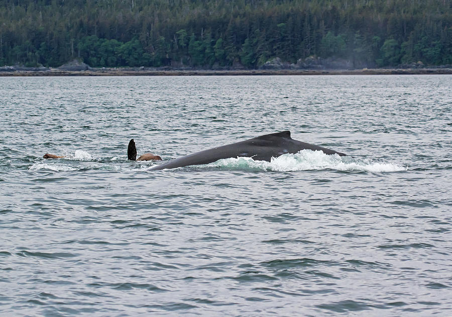 Humpback Whale and Steller Sea Lions Photograph by Allan Levin