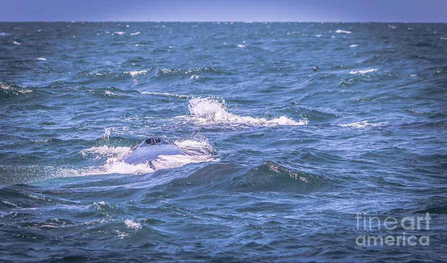 Humpback whale blow hole Photograph by Claudia M Photography