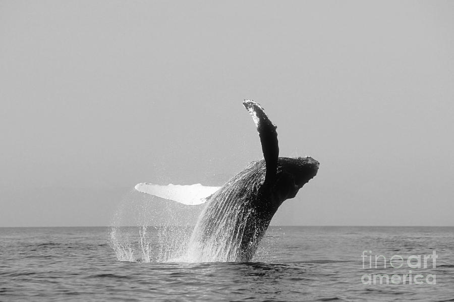 Humpback Whale Breach - B Photograph by John Hyde - Printscapes