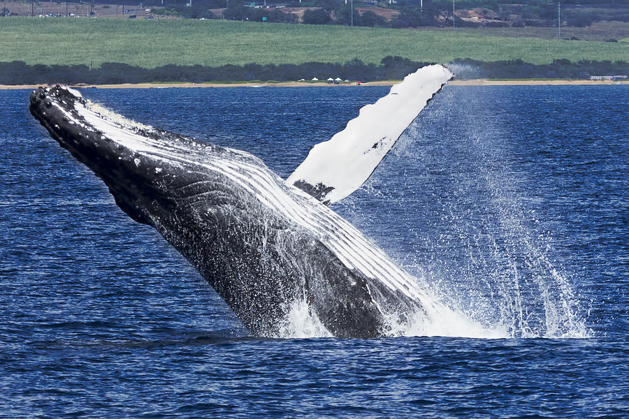 Humpback Whale Breach 01 Photograph by Josh Bryant