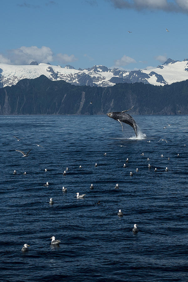 Humpback Whale Breach 3.1. mp Photograph by Ian Johnson