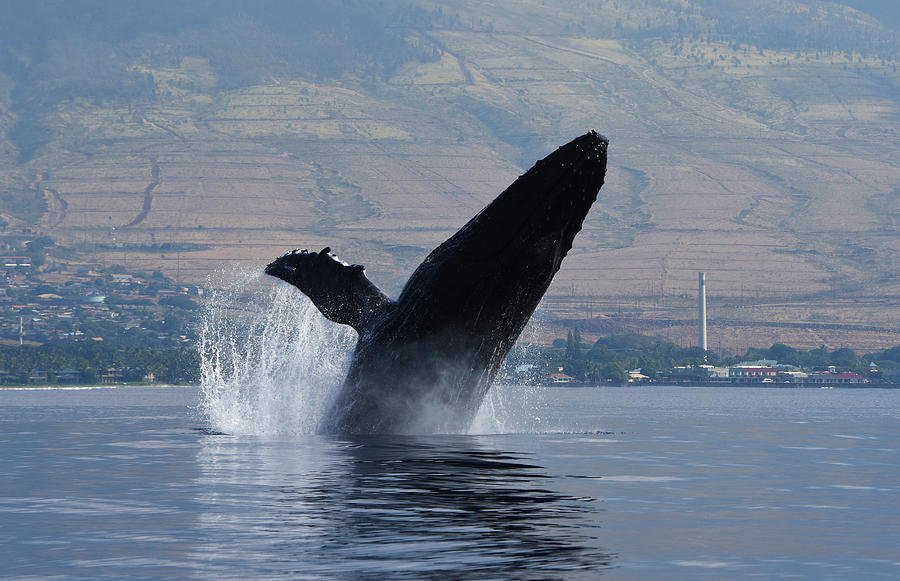 Humpback Whale Breach Photograph by Jennifer Ancker