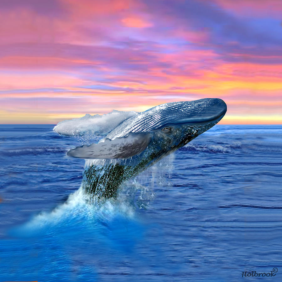 Humpback Whale Breaching at Sunset Digital Art by Glenn ...