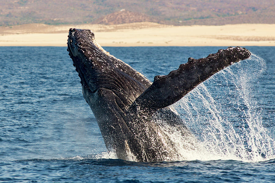 Humpback Whale Breaching Photograph by Mark Harrington
