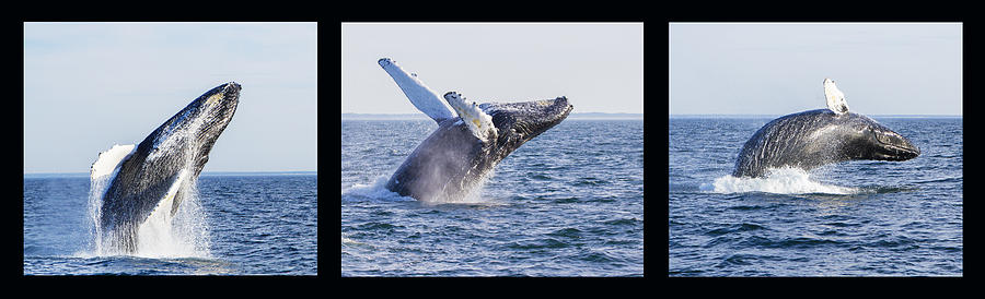 Wildlife Photograph - Humpback Whale Breaching by Mircea Costina Photography
