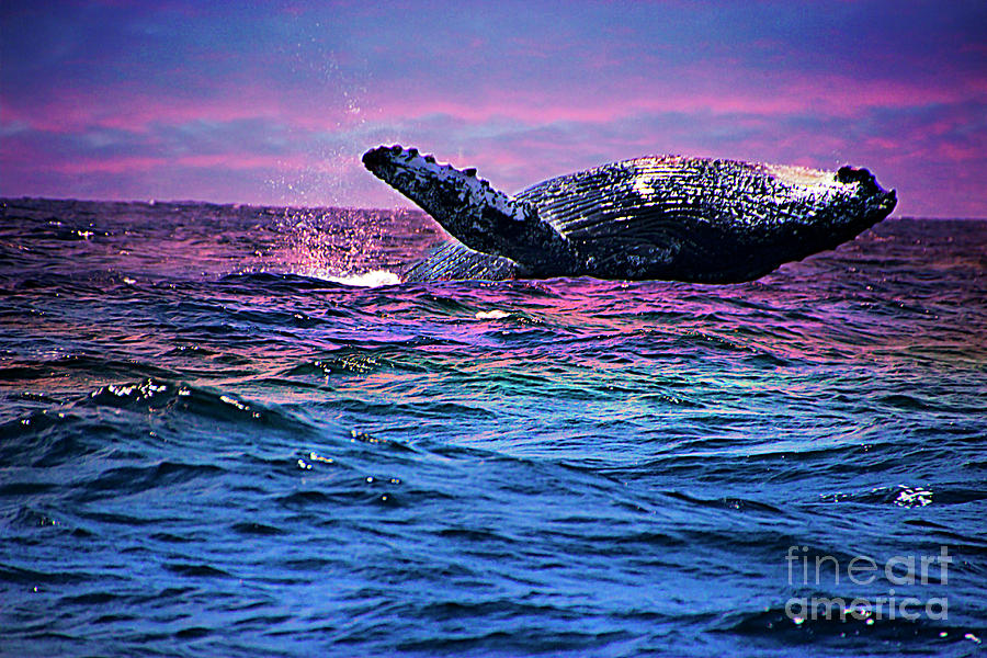 Humpback Whale Breaching Near Puerto Lopez, Ecuador IX Photograph by Al Bourassa
