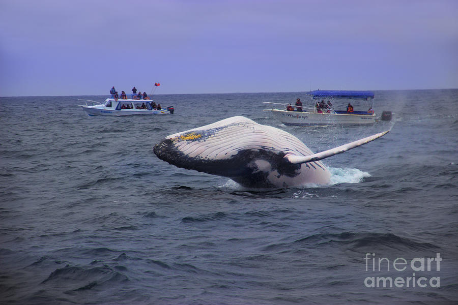 Humpback Whale Breaching Near Puerto Lopez - Ecuador VI Photograph by Al Bourassa