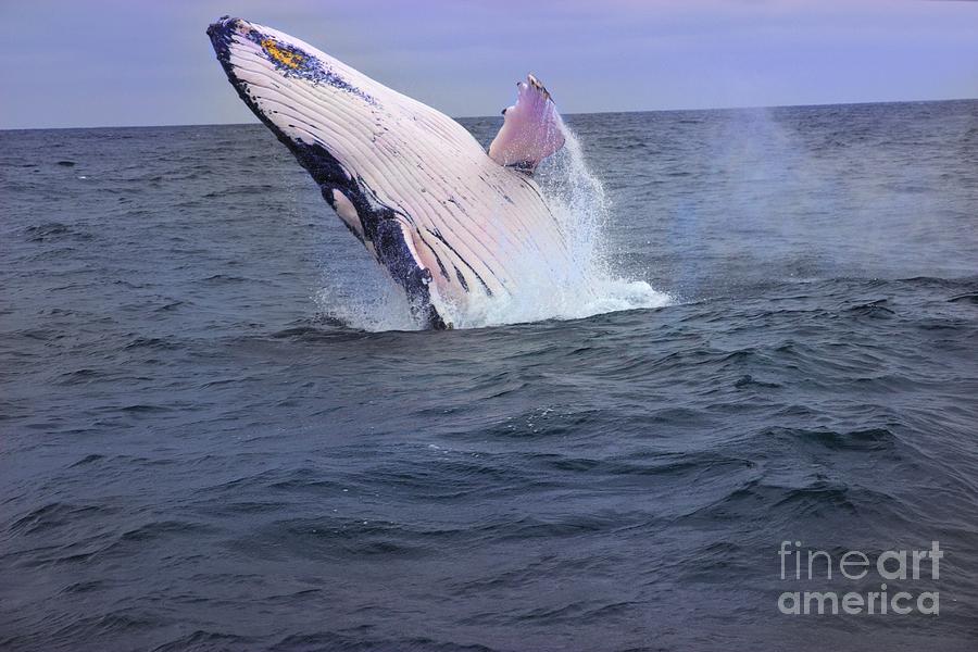 Humpback Whale Breaching Near Puerto Lopez - Ecuador VII Photograph by Al Bourassa