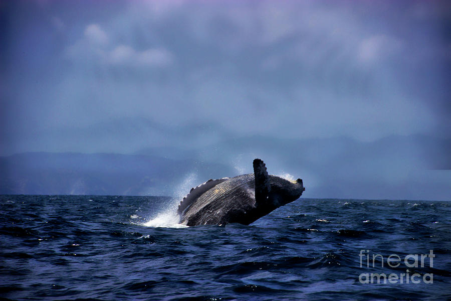 Humpback Whale Breaching Near Puerto Lopez, Ecuador VIII Photograph by Al Bourassa