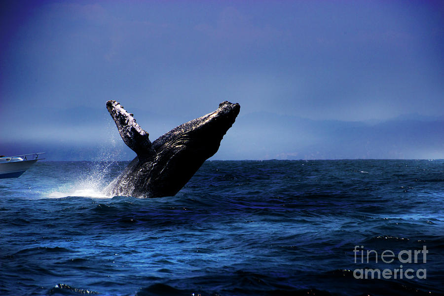 Humpback Whale Breaching Near Puerto Lopez, Ecuador X Photograph by Al Bourassa