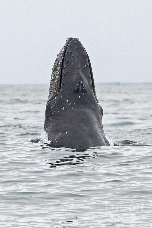Humpback Whale Chin Nod Photograph by Natural Focal Point Photography