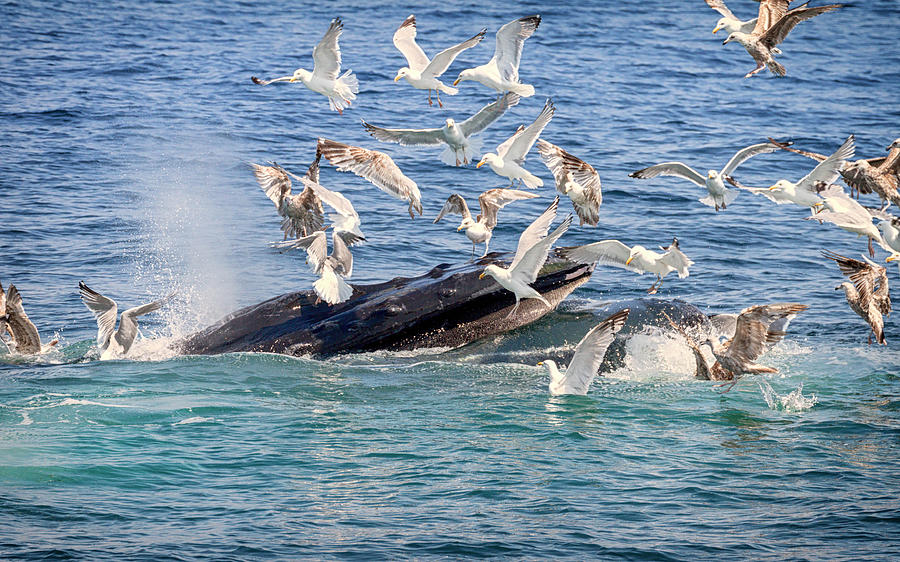 Humpback Whale Feeding Photograph by Brian Caldwell