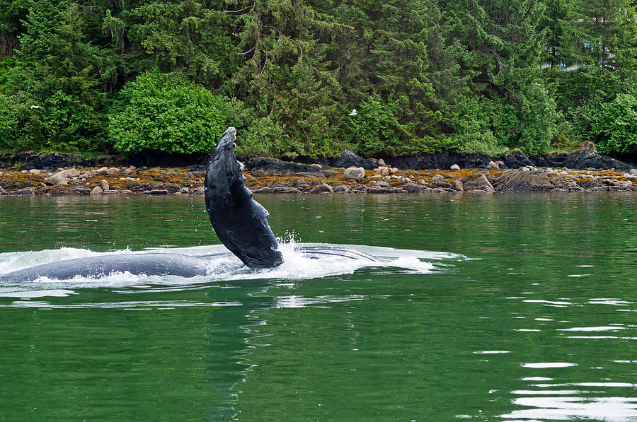Humpback Whale Flipper - Auke Bay Harbor - Juneau Photograph by Cathy Mahnke