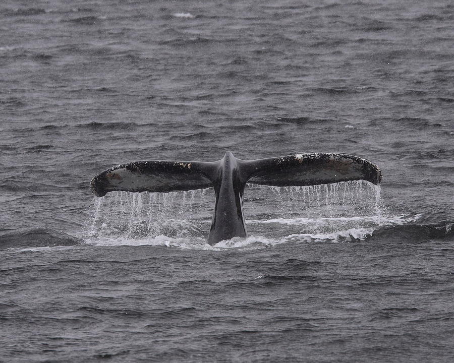 Humpback Whale Fluke Photograph by Bruce J Robinson
