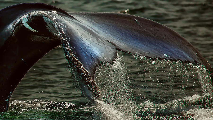 Humpback Whale Fluke Photograph by Darius Aniunas