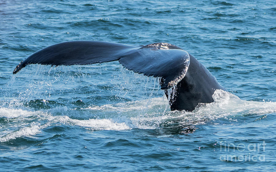 Humpback Whale Fluke Photograph by Lorraine Cosgrove