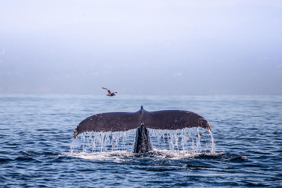 Nature Photograph - Humpback Whale Flukes by Janis Knight