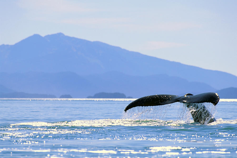 Alaska Photograph - Humpback Whale Flukes by John Hyde - Printscapes