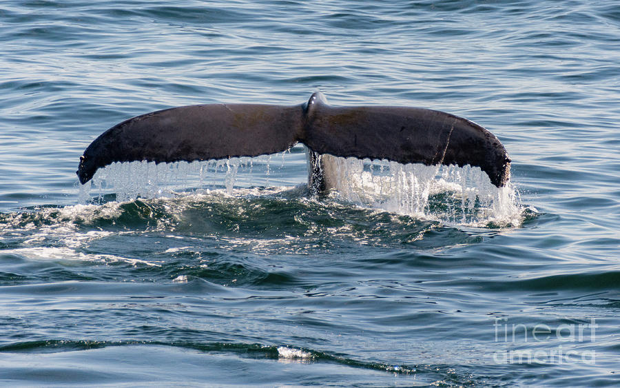 Humpback Whale Flukes Photograph by Lorraine Cosgrove
