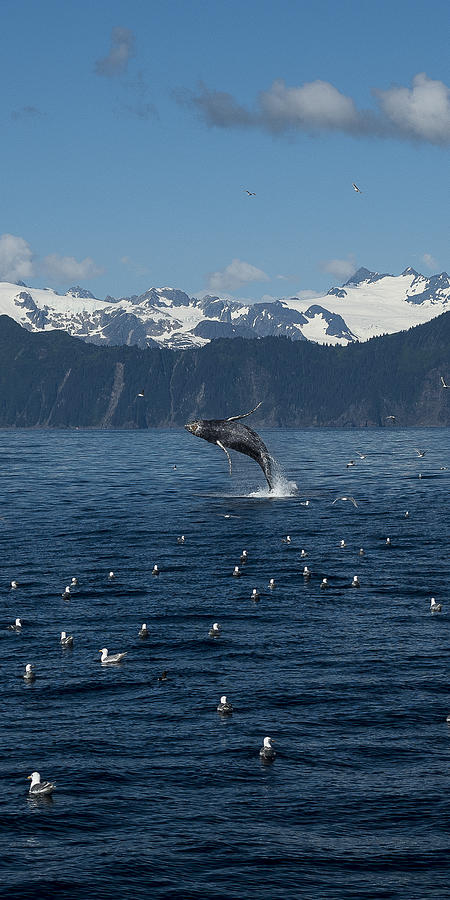 Humpback Whale Full Breach Portrait Photograph by Ian Johnson
