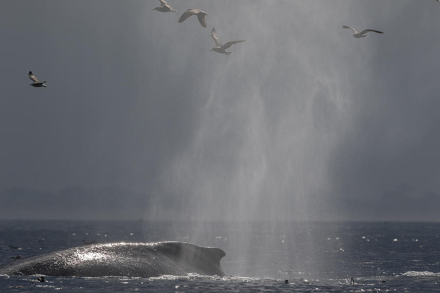 Mammal Photograph - Humpback Whale in  Monterey Bay by Don Baccus