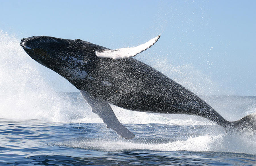 Humpback Whale Jumping High Photograph by PhotographyAssociates - Fine ...