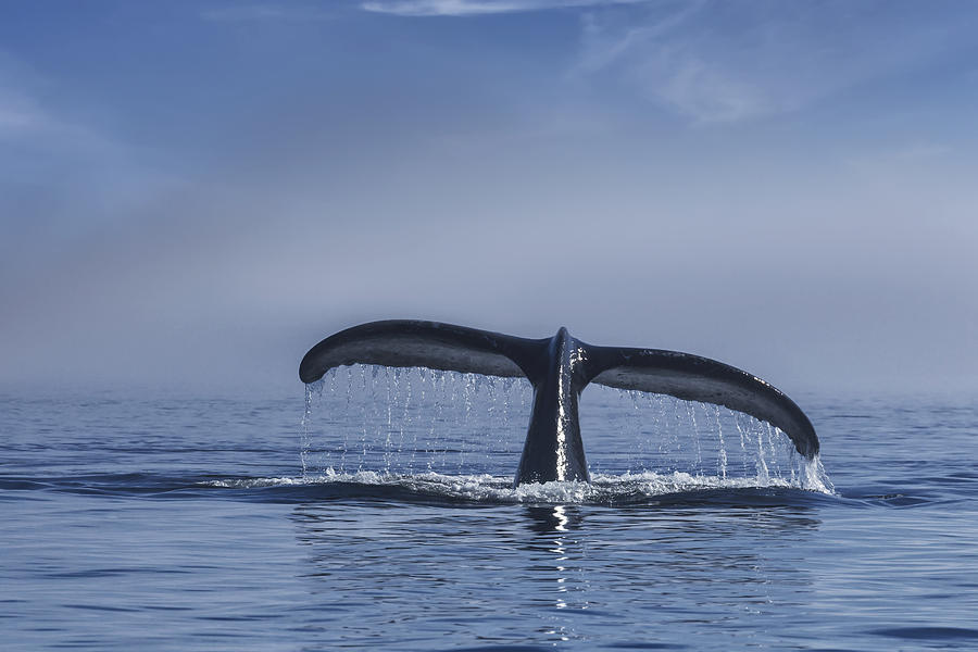 Humpback Whale Lifts Its Fluke Photograph by John Hyde