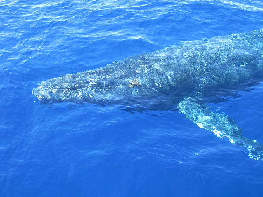 Humpback Whale Maui Photograph By Paul Weiss Pixels