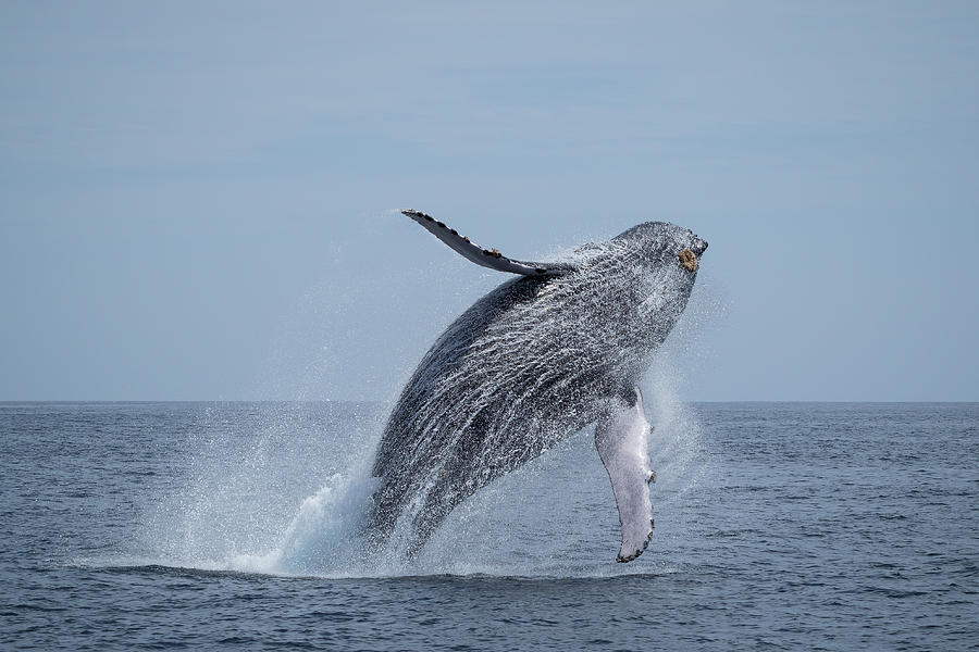 Nature Photograph - Humpback Whale - Megaptera novaeangliae, Breaching by Frankie Grant
