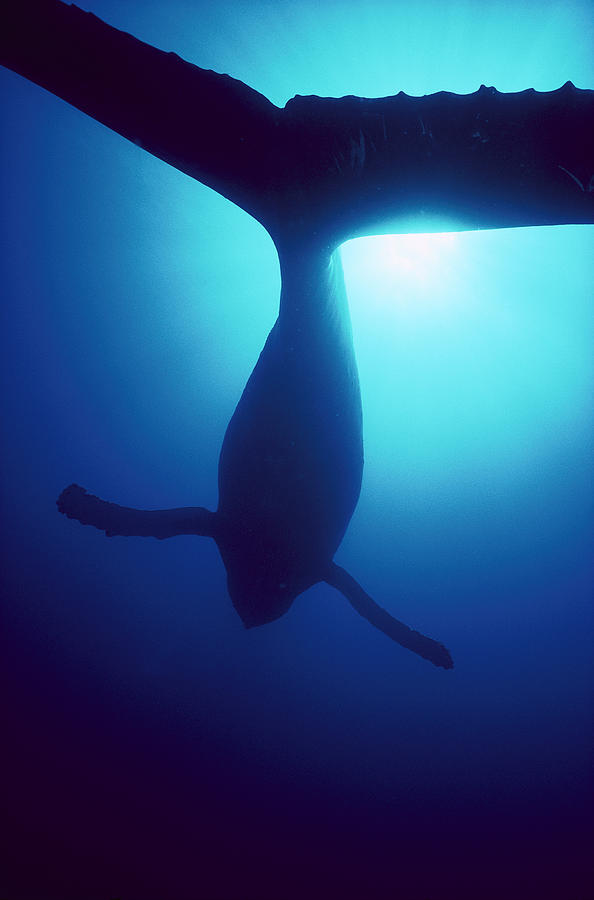 Mammal Photograph - Humpback Whale Megaptera Novaeangliae by Flip Nicklin