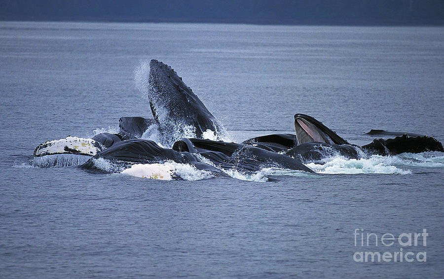 Humpback Whale Megaptera Novaeangliae Photograph by Gerard Lacz