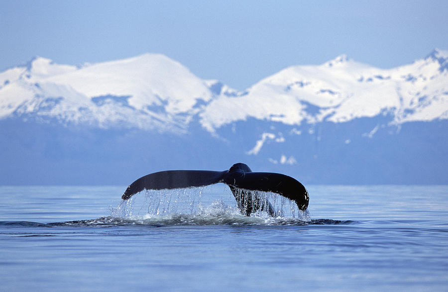 Mammal Photograph - Humpback Whale Megaptera Novaeangliae by Konrad Wothe